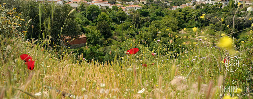 Triantafilia GuestHouse